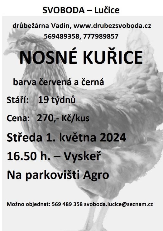 Slepice 01052024